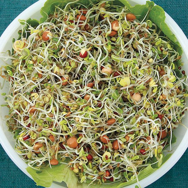 Sprouting Seeds - Sandwich Booster