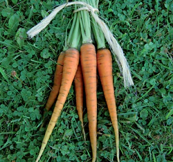 St Valery Carrot