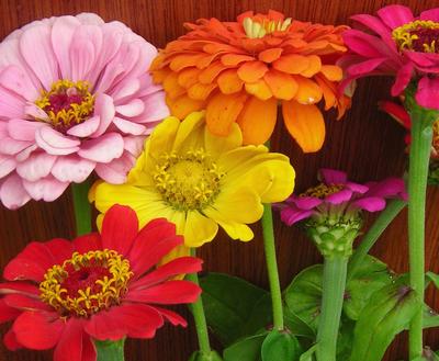 State Fair Zinnia Seed Mix