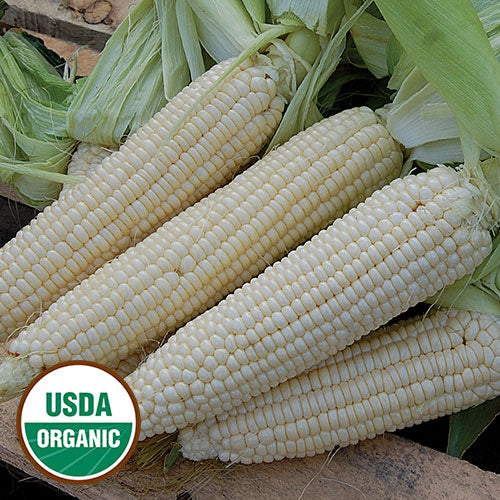 Stowell's Evergreen Sweet Corn