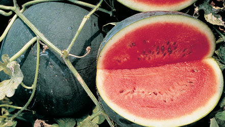 Sugar Baby Watermelon Seeds - Image 2