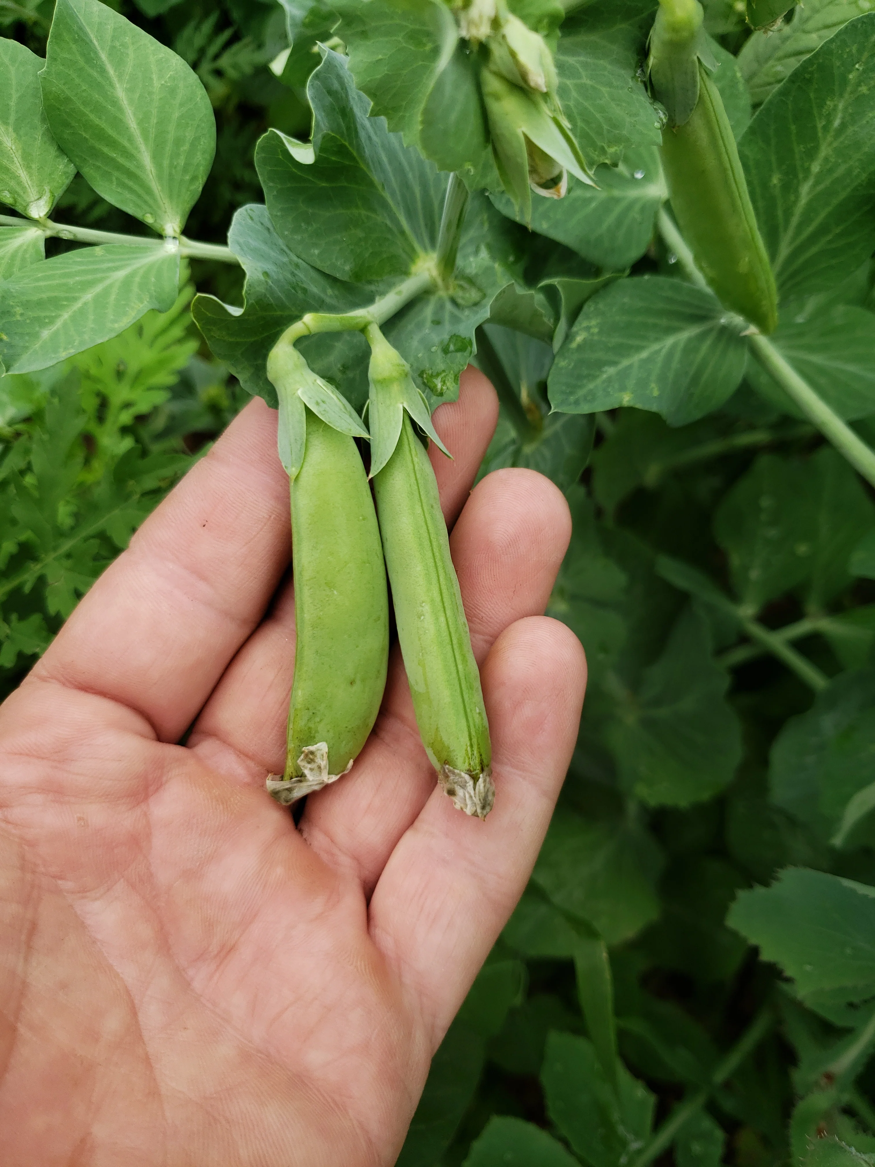 Sugar Lace II Snap Pea Seeds