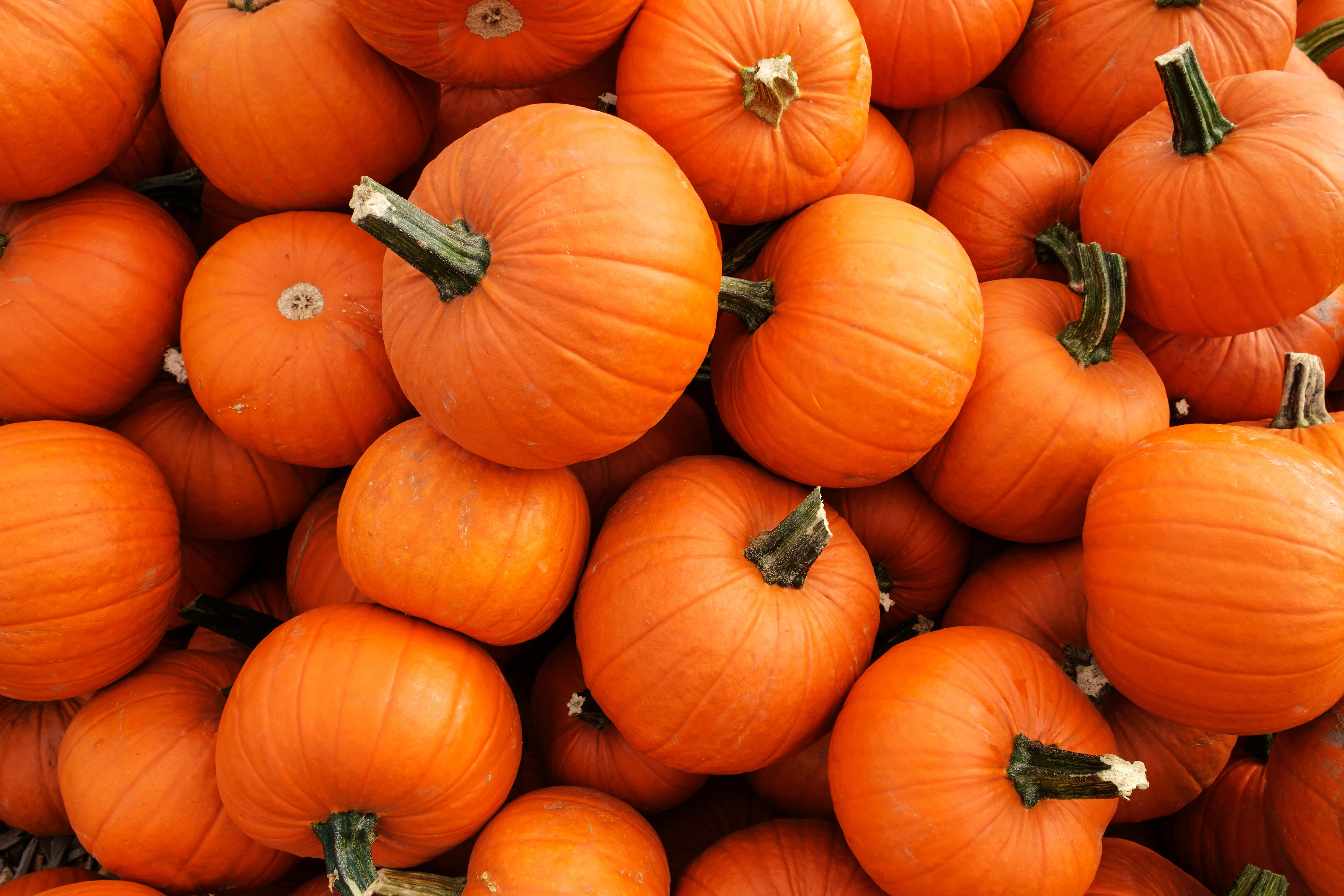 Sugar Or Pie Pumpkin Seeds