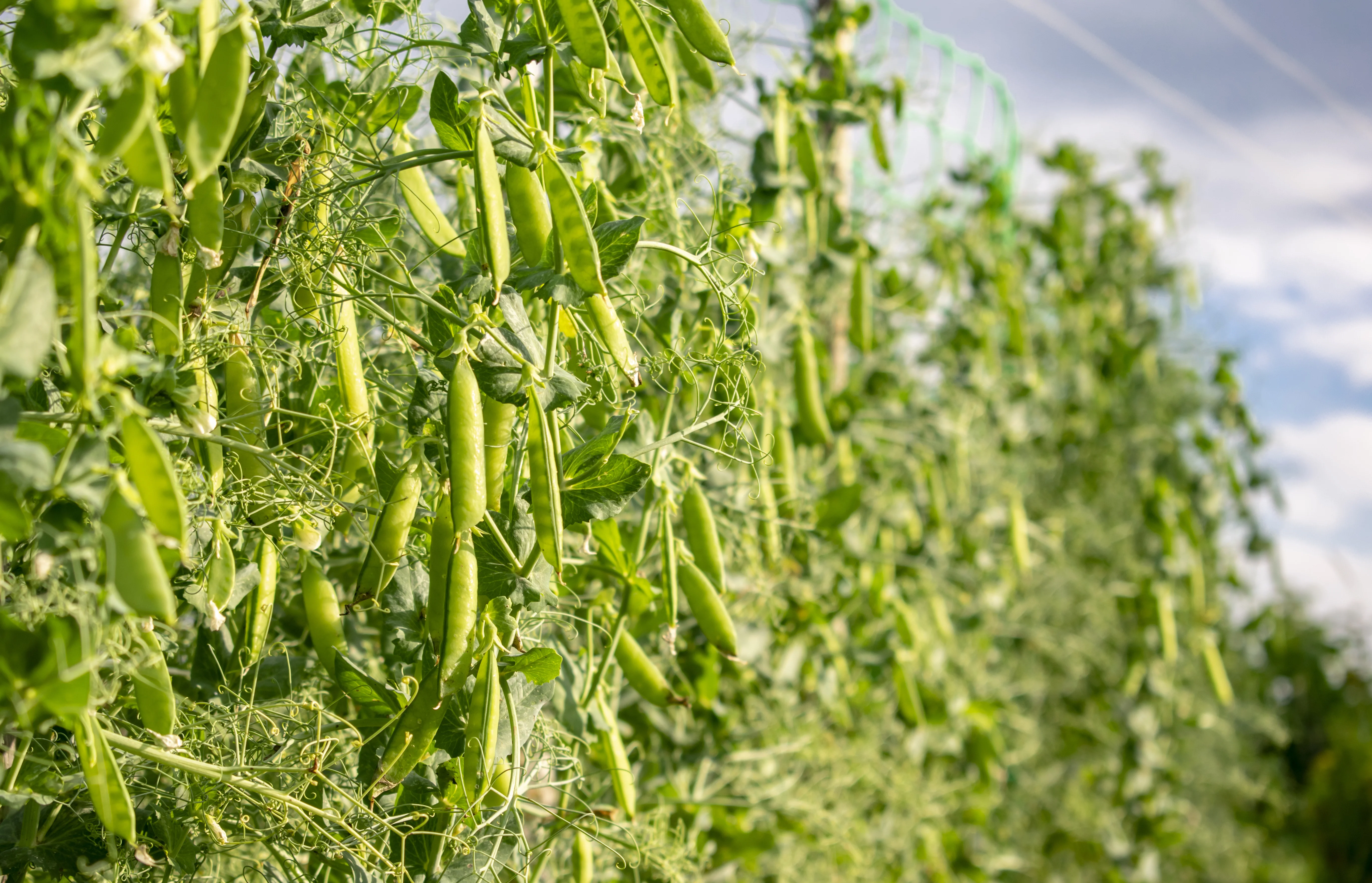 SS141 Sugar Snap Pea Seeds