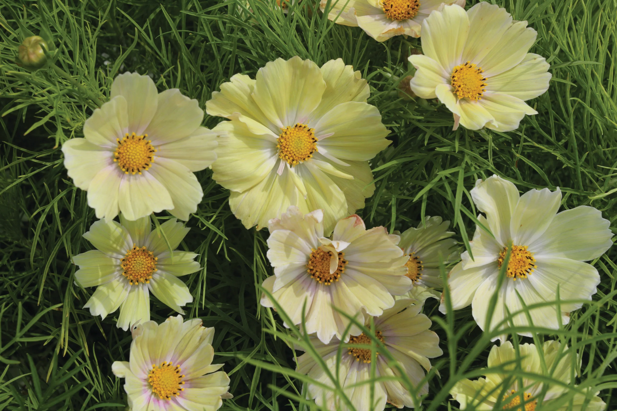 Sulphur Cosmos Seeds