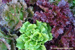 Summer Bouquet Lettuce (European Reds & Greens)