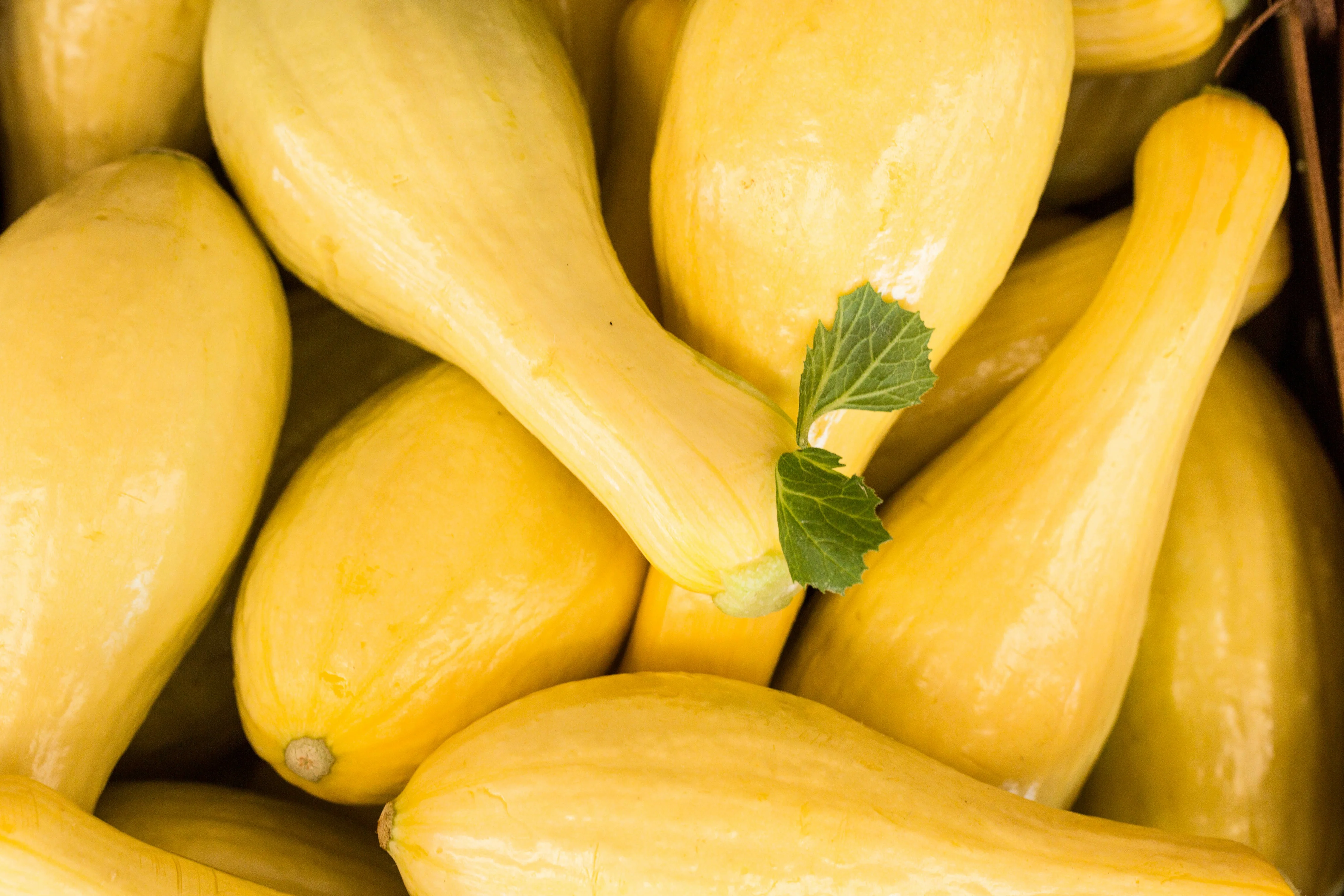 Summer Crookneck Squash Seeds