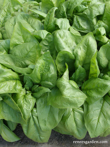 Summer Perfection Spinach