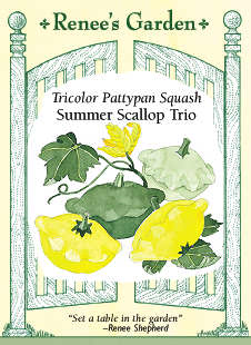 Summer Scallop Trio Squash - Image 2