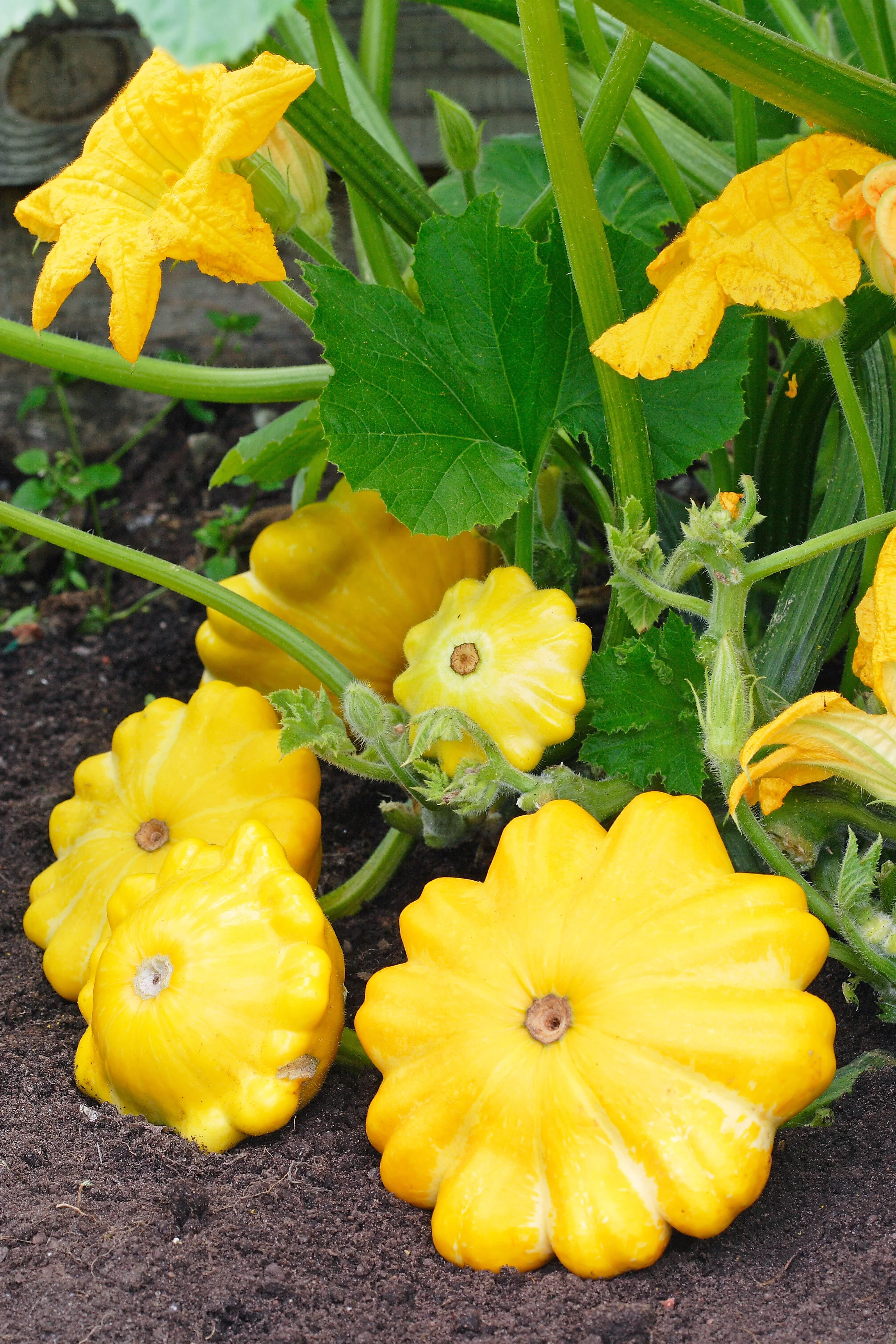 Sunbeam Squash Seeds