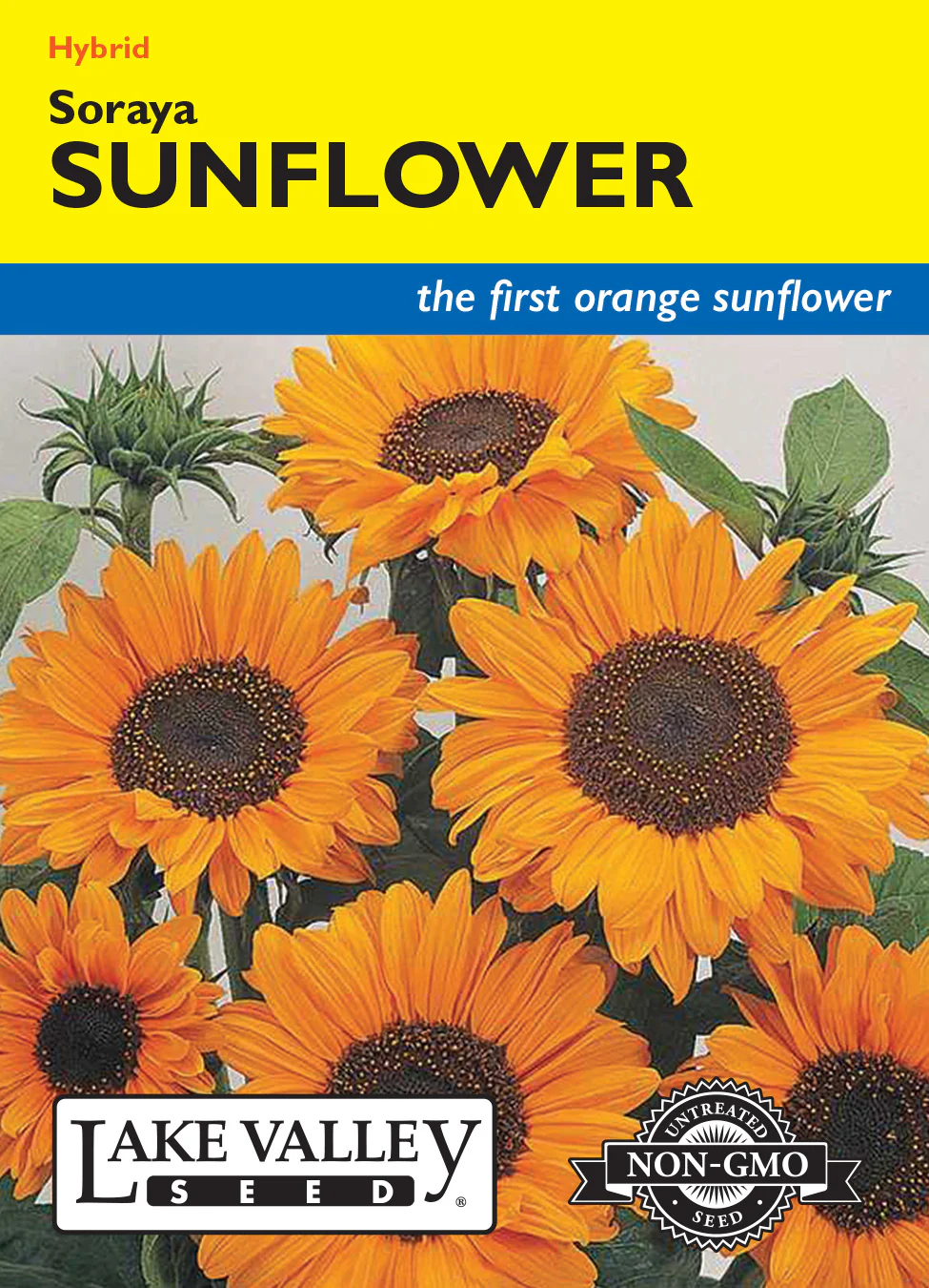 Soraya Hybrid Sunflower