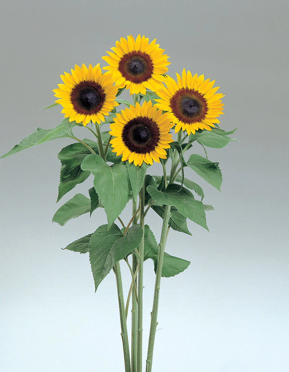Sunrich Lemon Sunflower Seeds