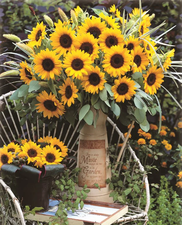 Sunrich Orange Sunflower Seeds