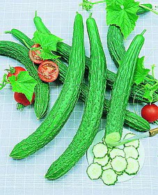 Suyo Long Cucumber Seeds - Image 2