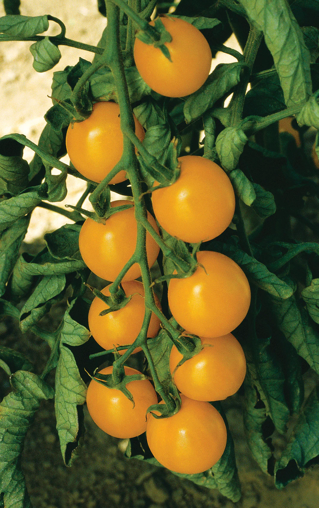 Sweet Gold Hybrid Cherry Tomato Seeds (Pkt)