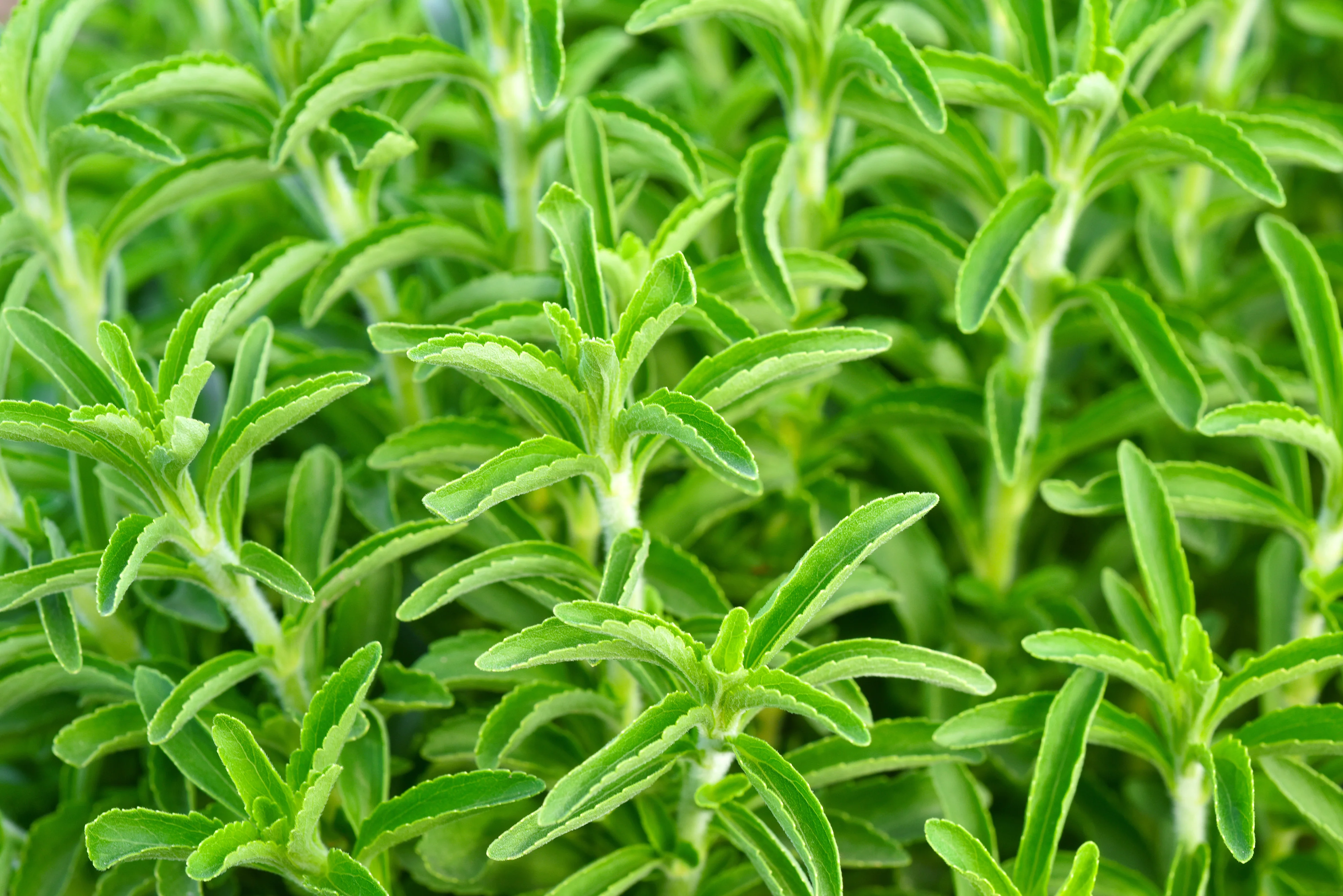 Sweet Leaf Stevia Seeds - Image 2
