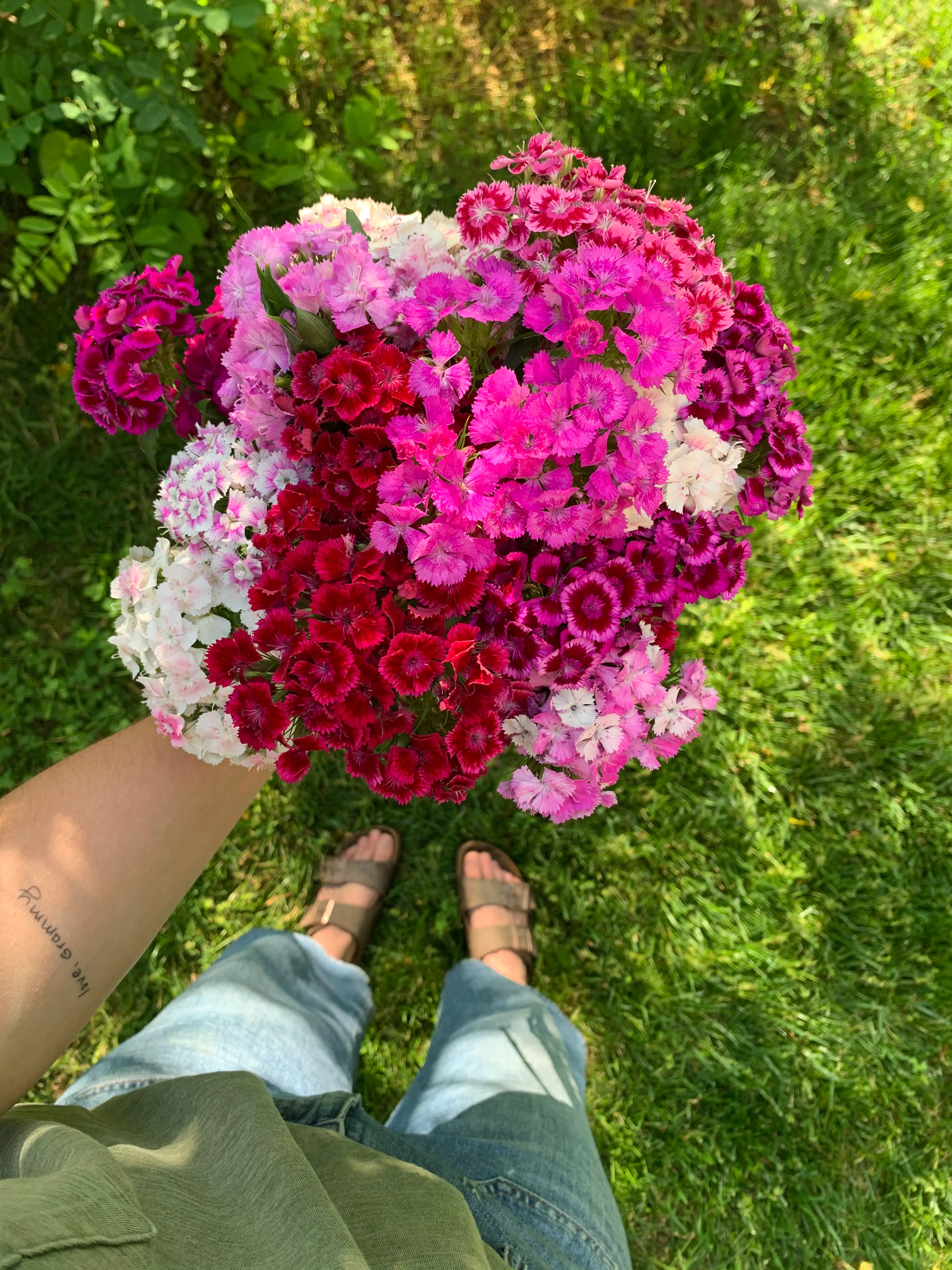 Sweet William Single Seed Mix