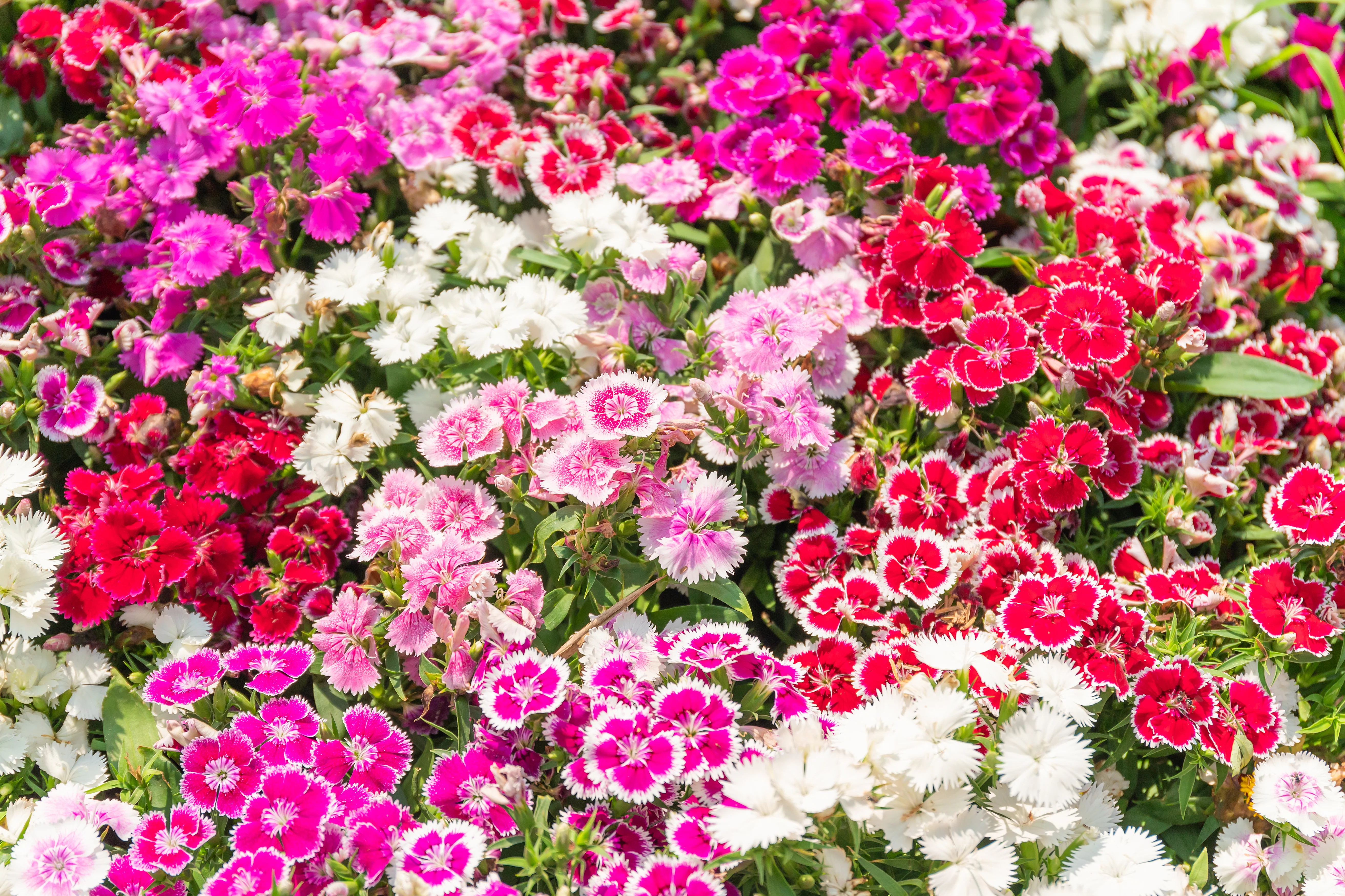 Sweet William Single Seed Mix - Image 2