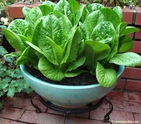 Sweetie Baby Romaine Container Lettuce