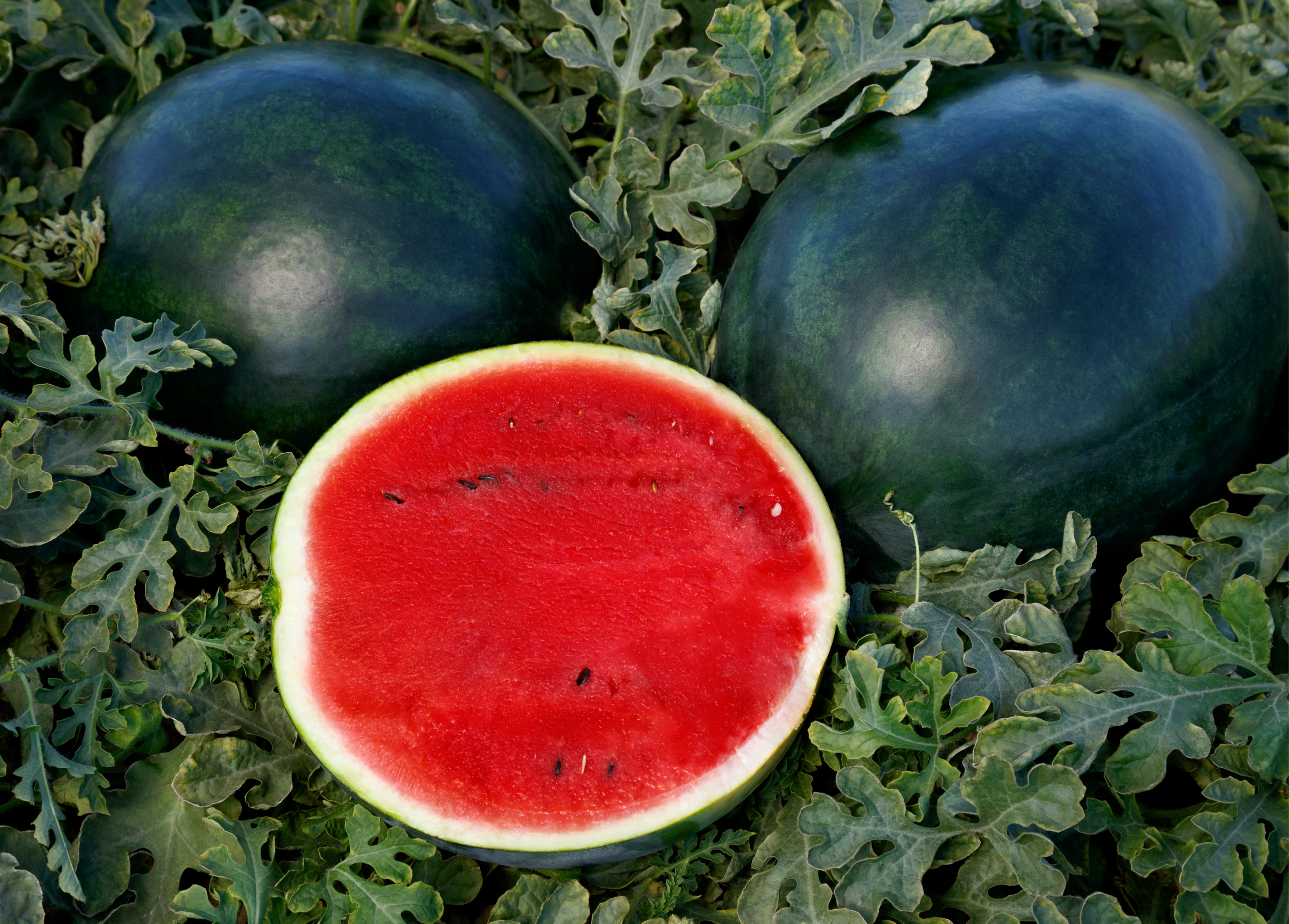 Sweetie Pie Hybrid Watermelon Seeds