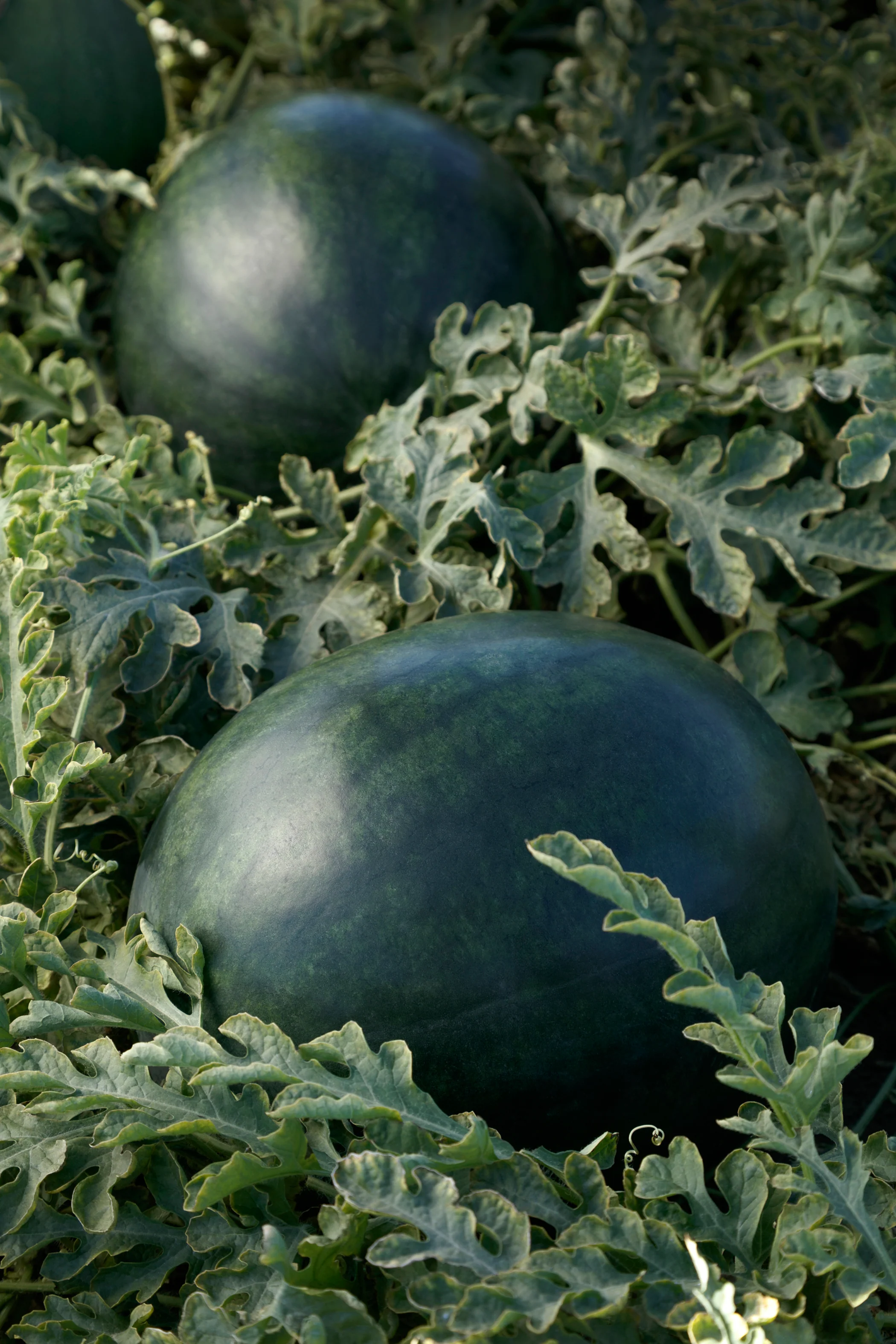 Sweetie Pie Hybrid Watermelon Seeds - Image 2