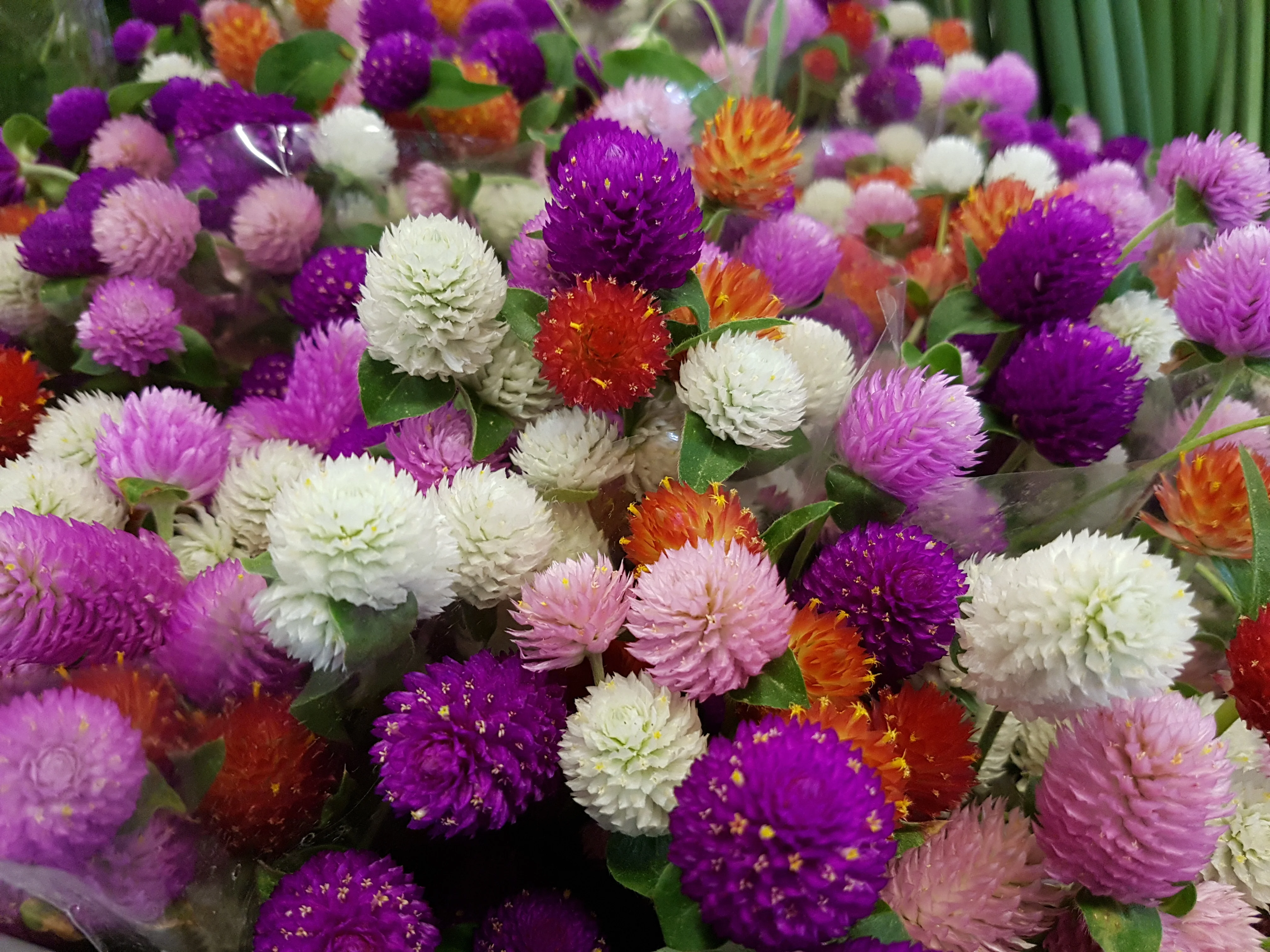 Tall Mixed Colors Globe Amaranth (Gomphrena) Seeds