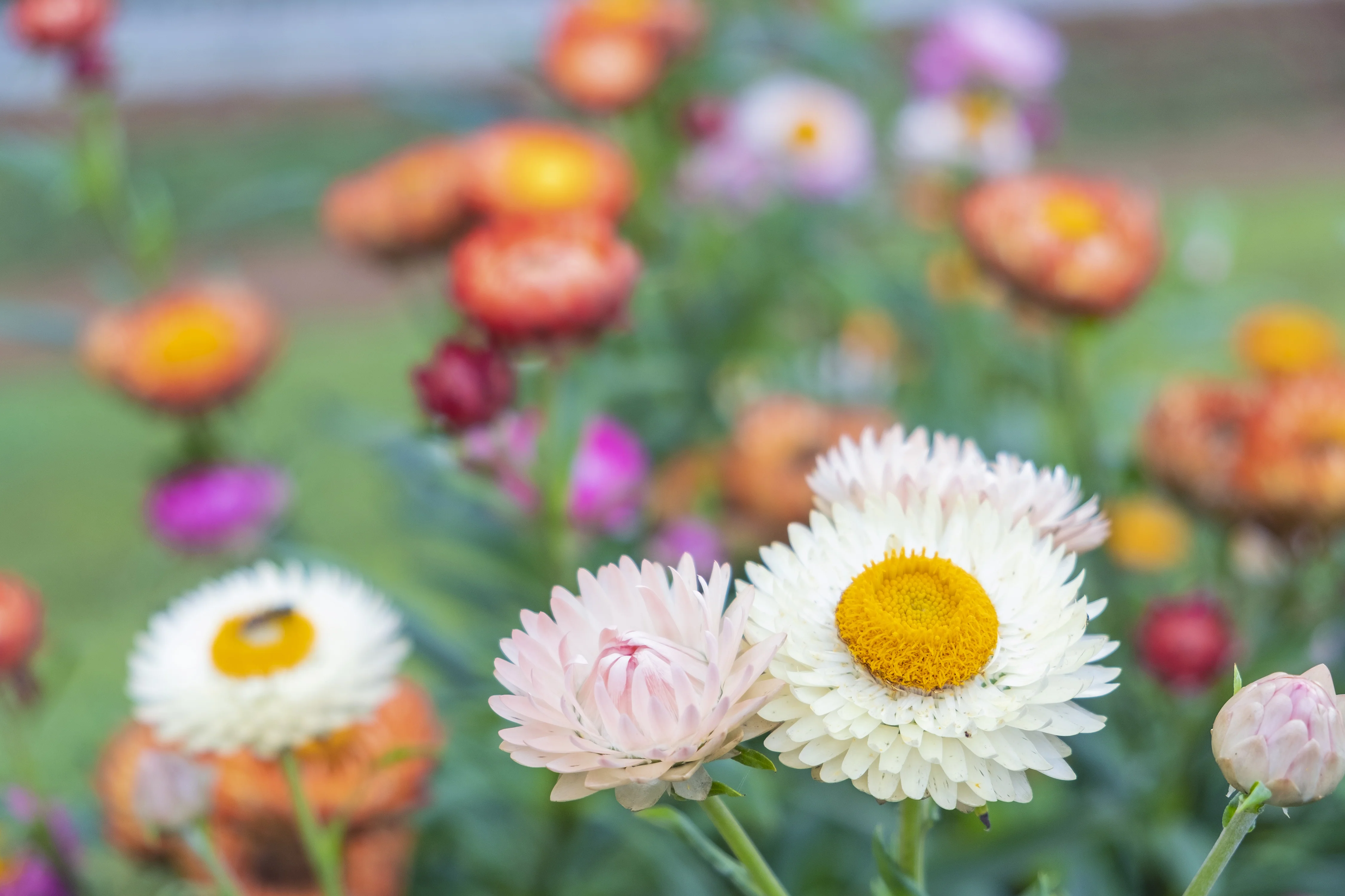 Tall Mix Helichrysum (Strawflower) Seeds