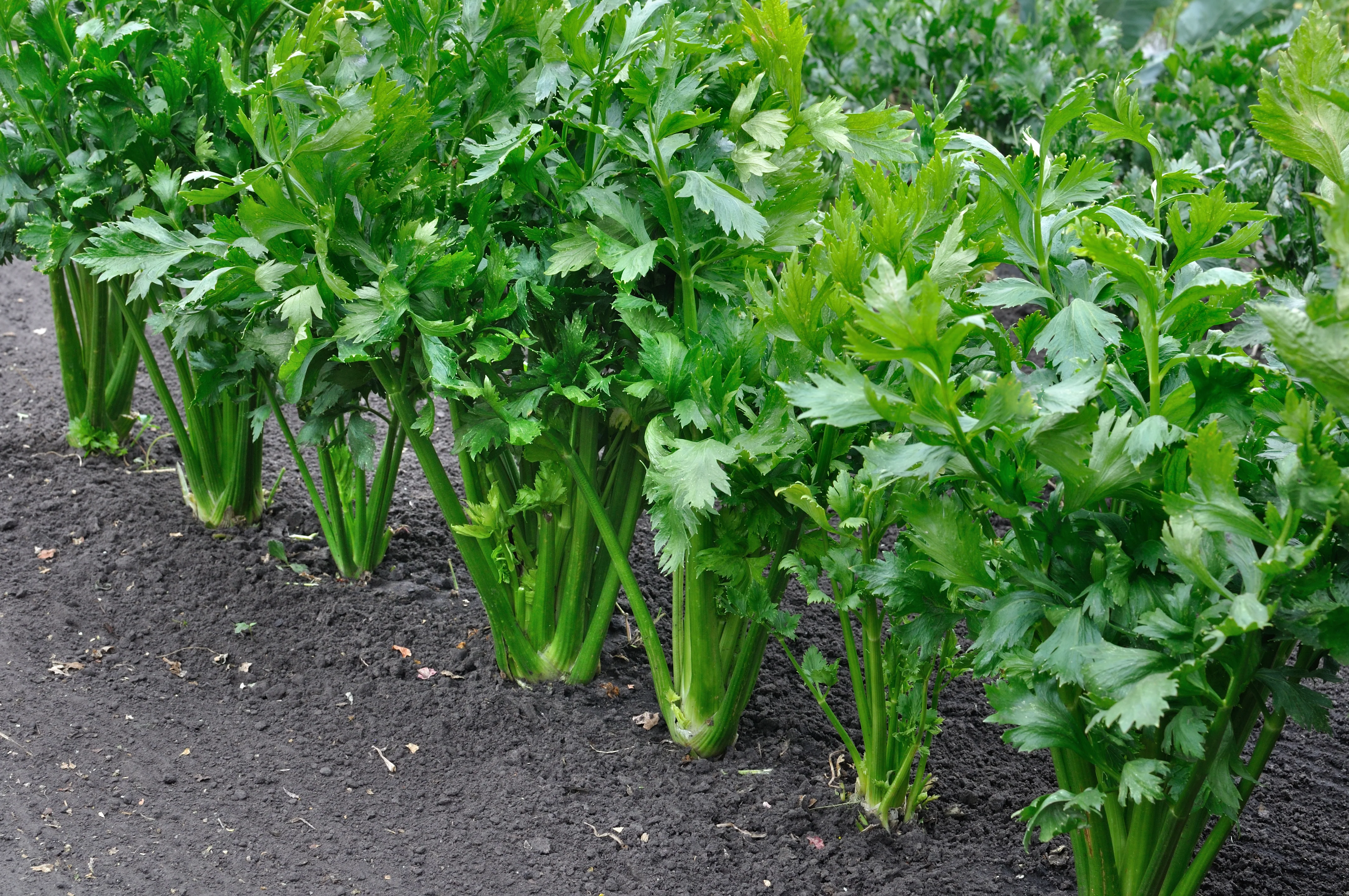 Tall Utah Celery Seeds
