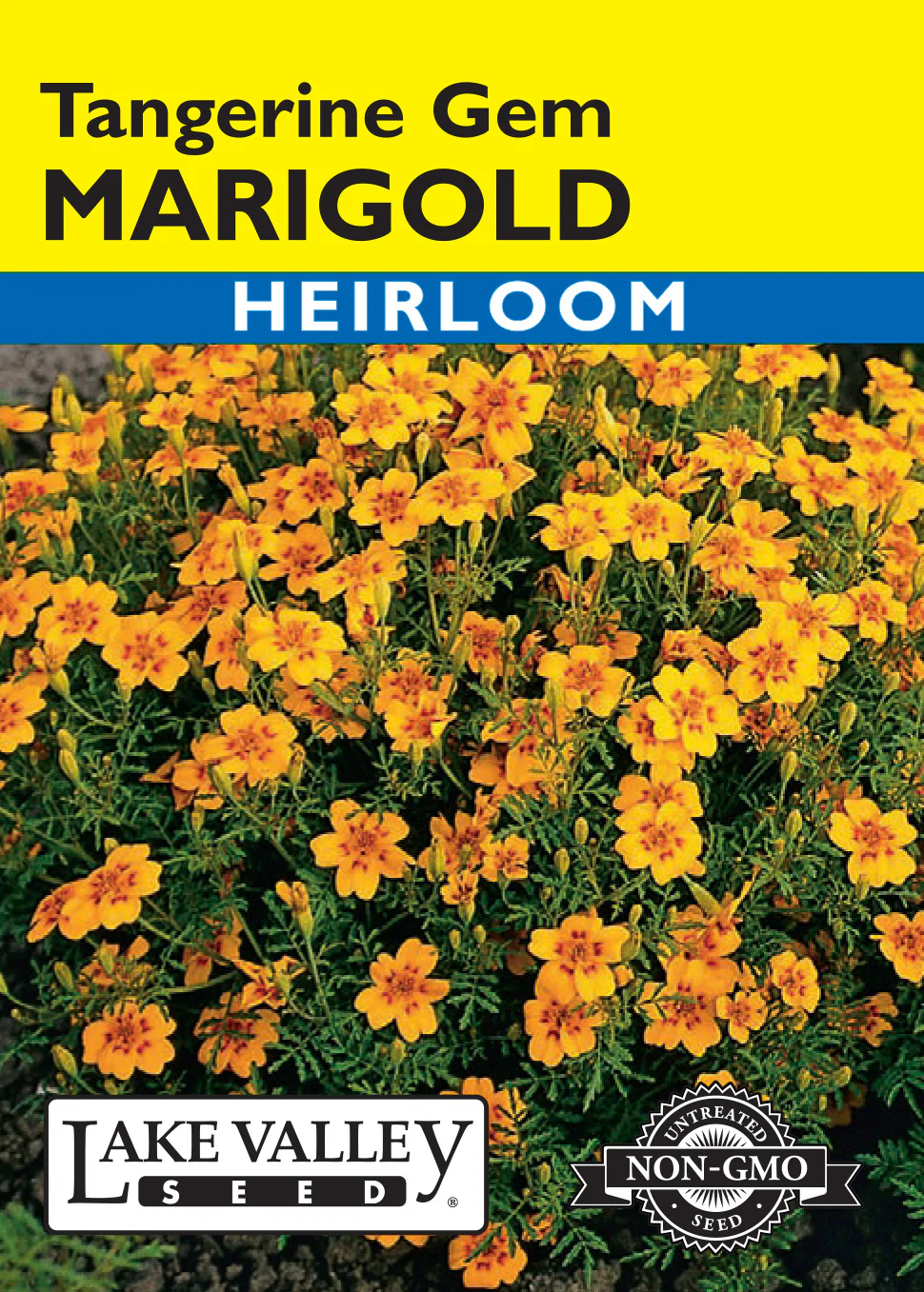 Tangerine Gem Marigold