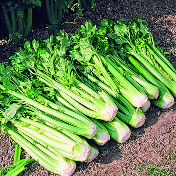 Tango Celery