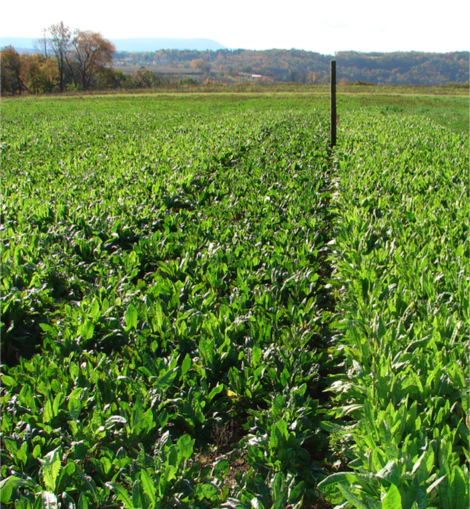 Tecomate Champion Chicory - Image 4