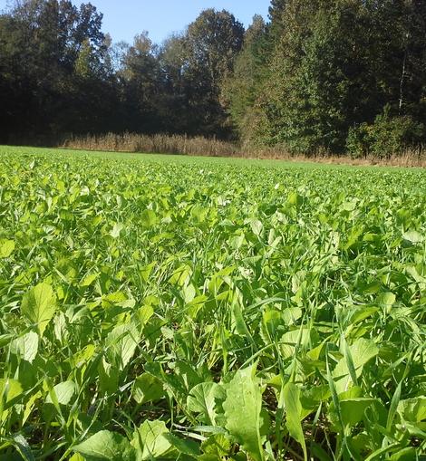 Tecomate Greenfield - Image 3