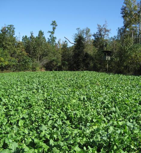 Tecomate Greenfield - Image 4