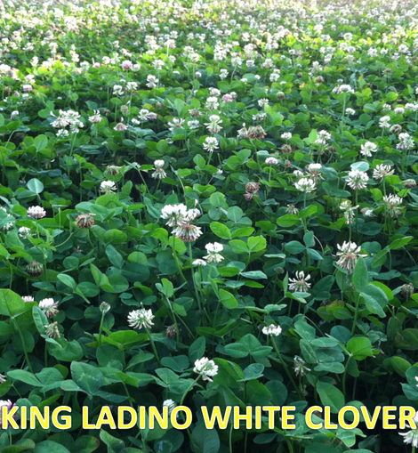 Tecomate King Ladino White Clover - Image 3