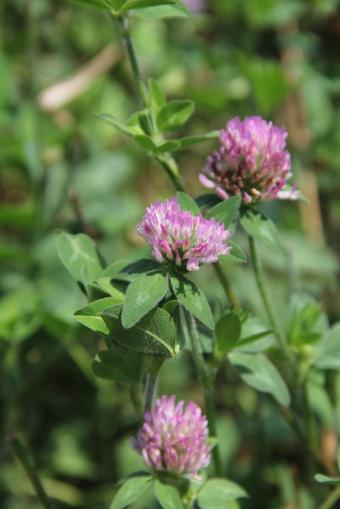 Tecomate Rackup Red Clover (25 lb) - Image 2