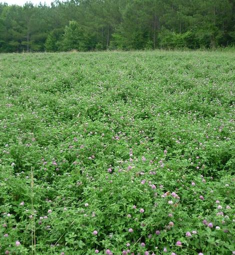 Tecomate Rackup Red Clover (25 lb) - Image 3