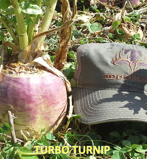 Tecomate Turbo Turnip - Image 3