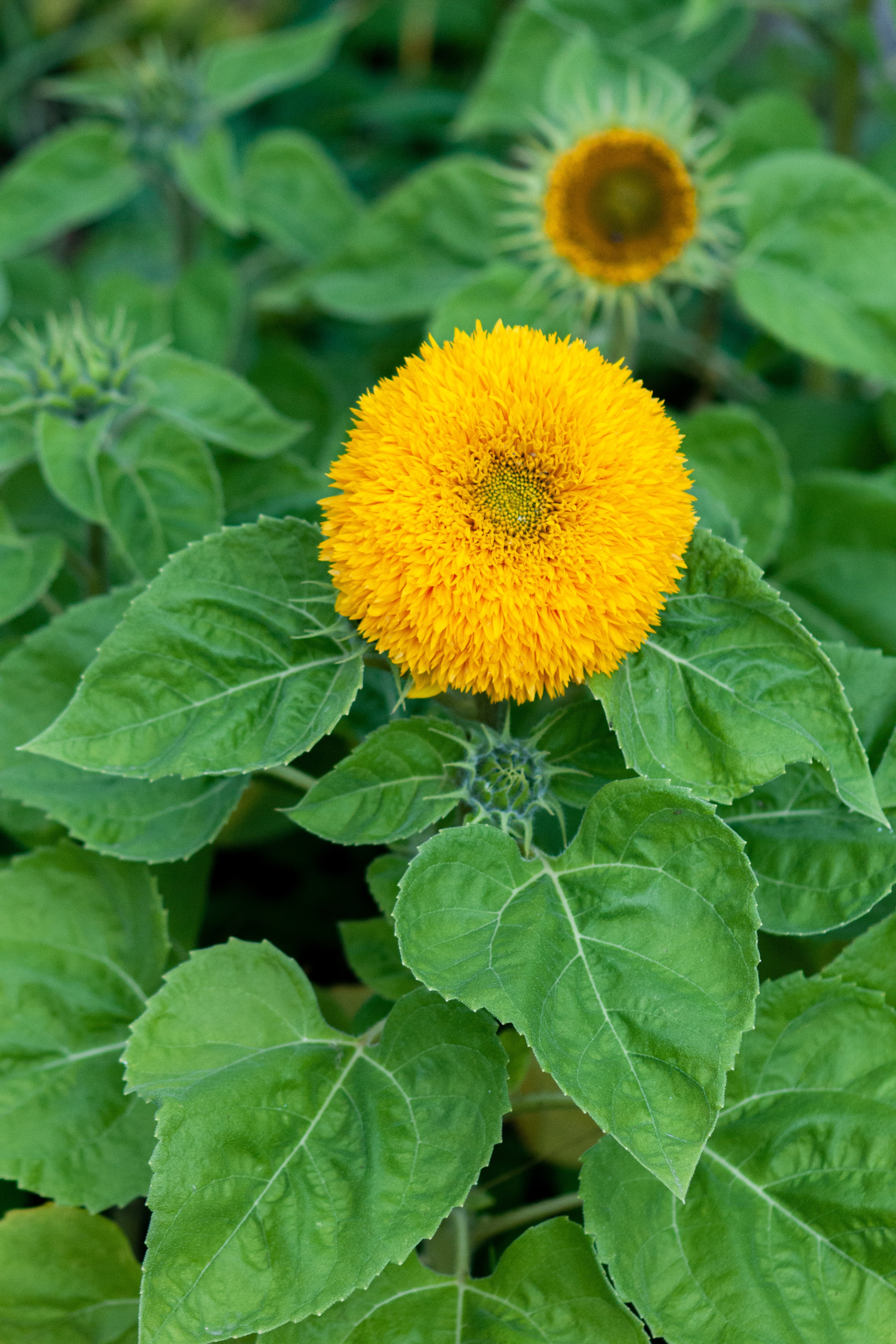 Teddy Bear Sunflower Seeds