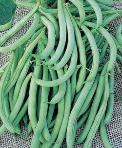 Tendergreen Improved Bean Seeds