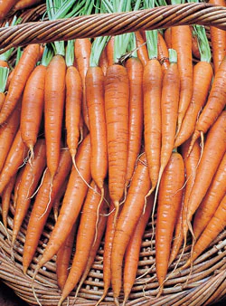Tendersweet Carrot Seeds - Image 2