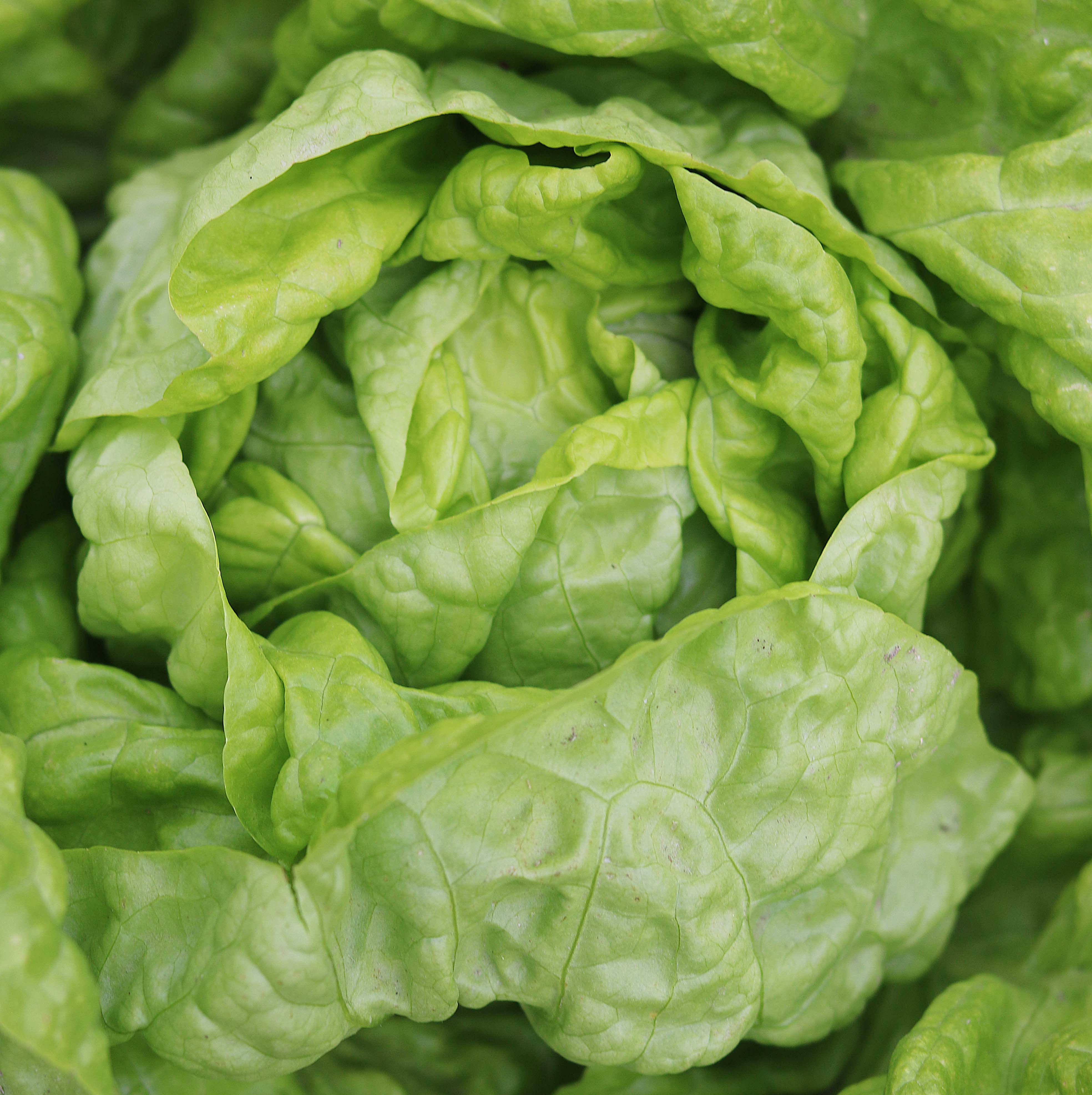 Tennis Ball Lettuce (pkt)