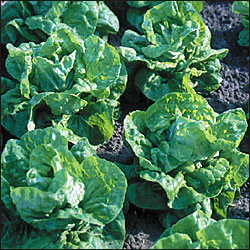 Tennis Ball Lettuce (pkt) - Image 3