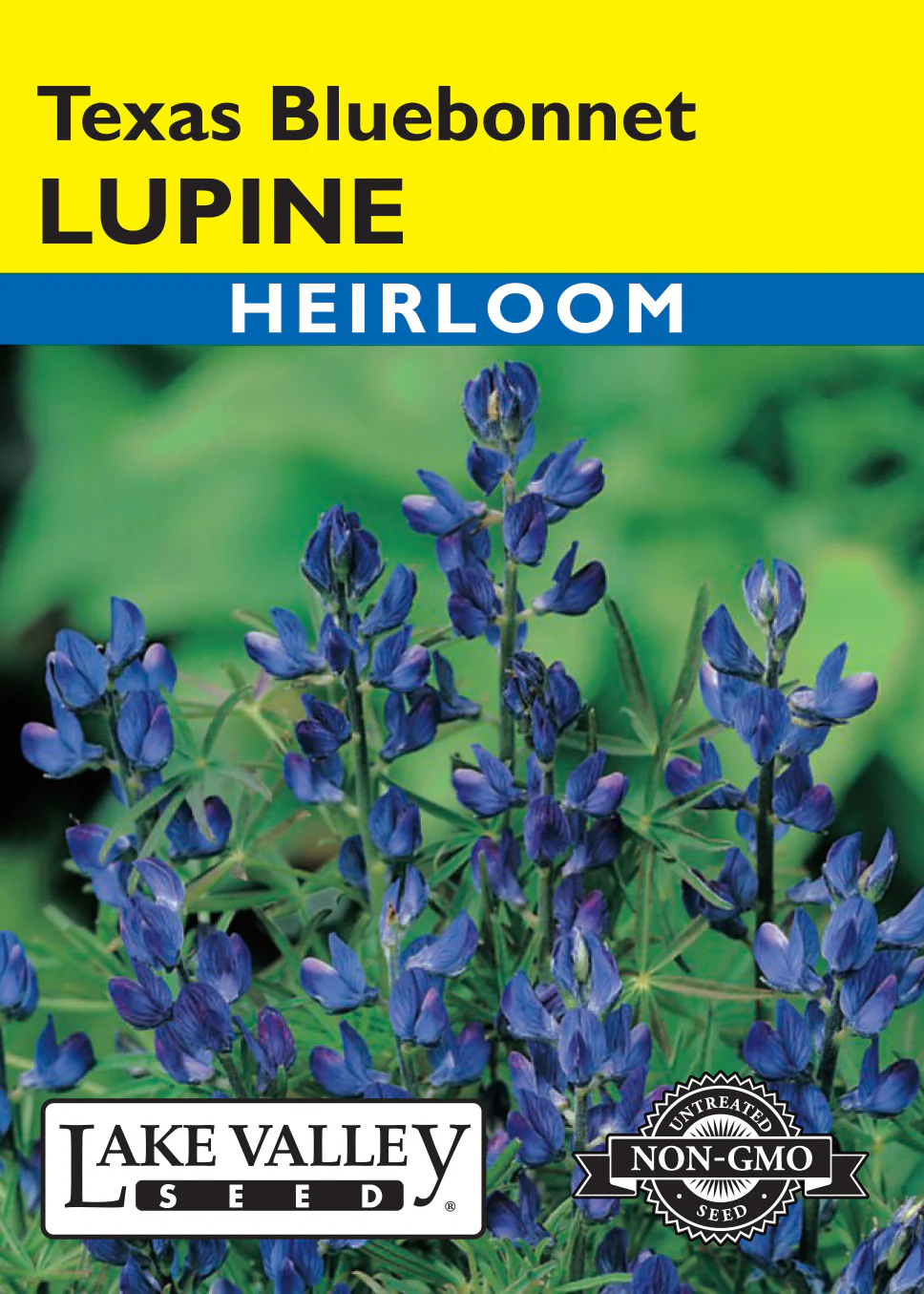 Texas Bluebonnet Lupine