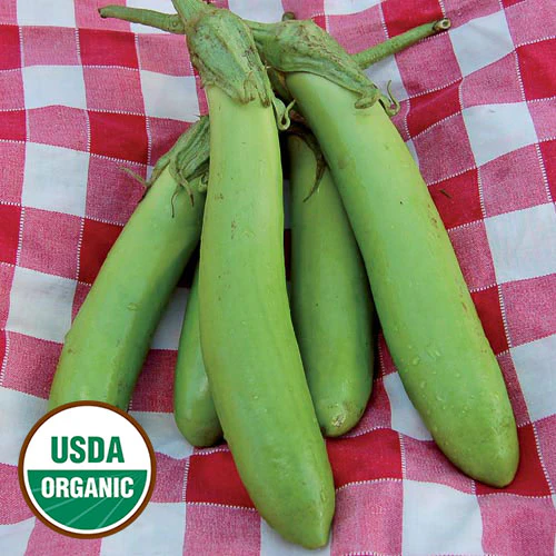 Thai Green Eggplant