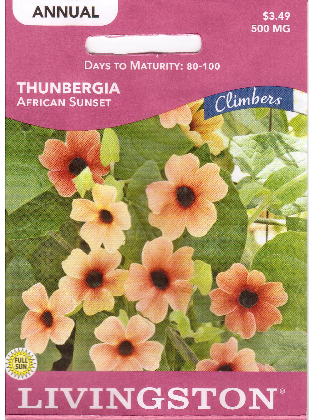 Thunbergia African Sunset