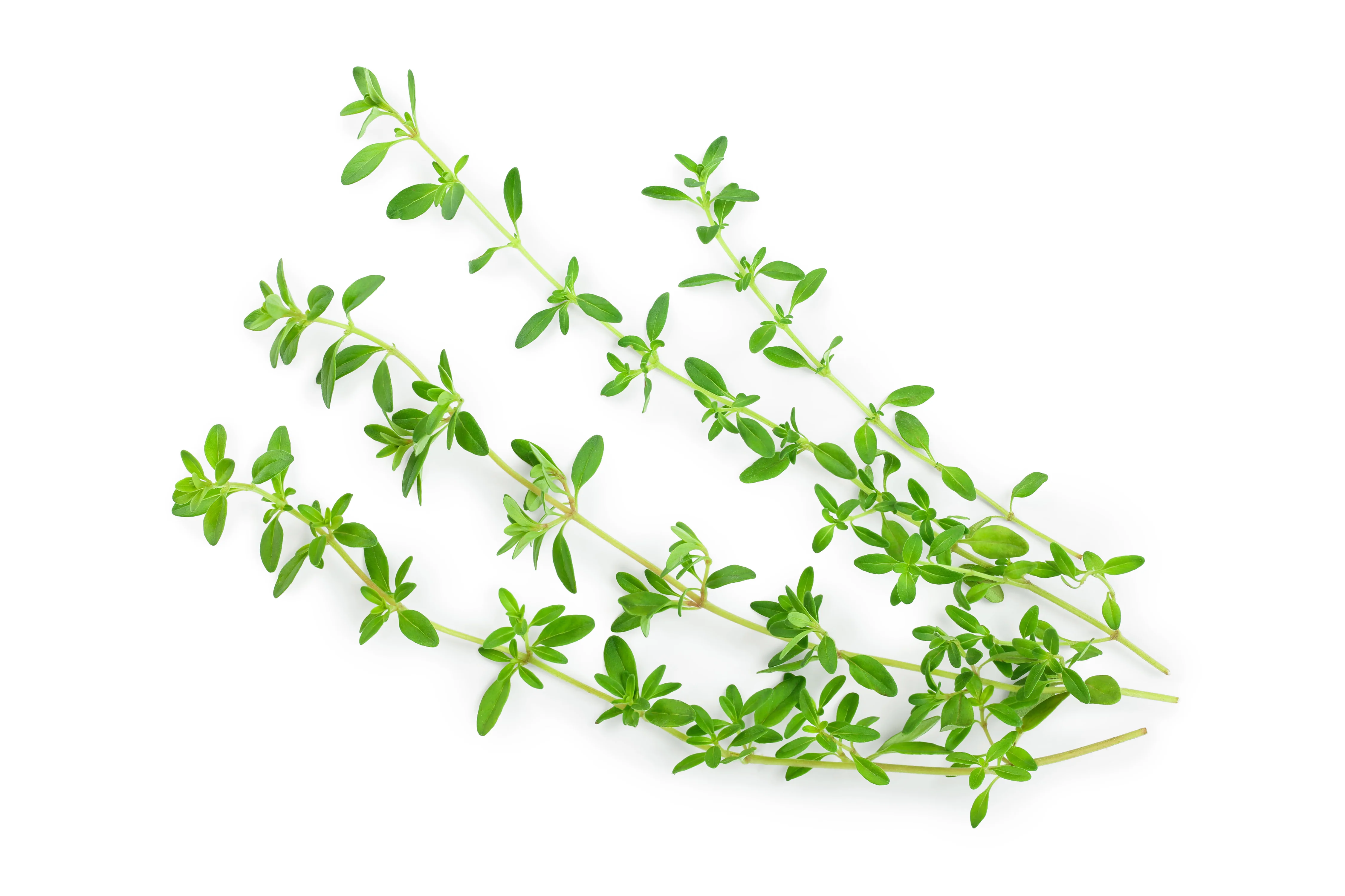 Thyme Seeds - Image 2