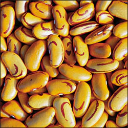 Tiger's Eye Bean