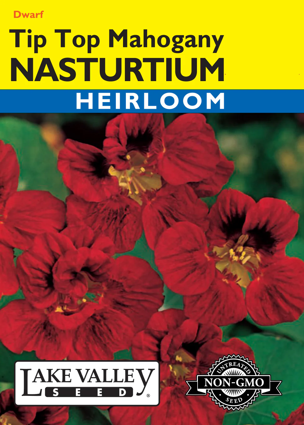 Tip Top Mahogany Nasturtium