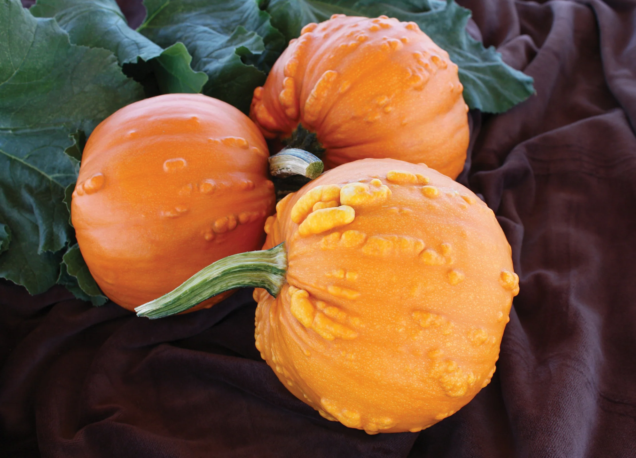 Toad Pumpkin Seeds