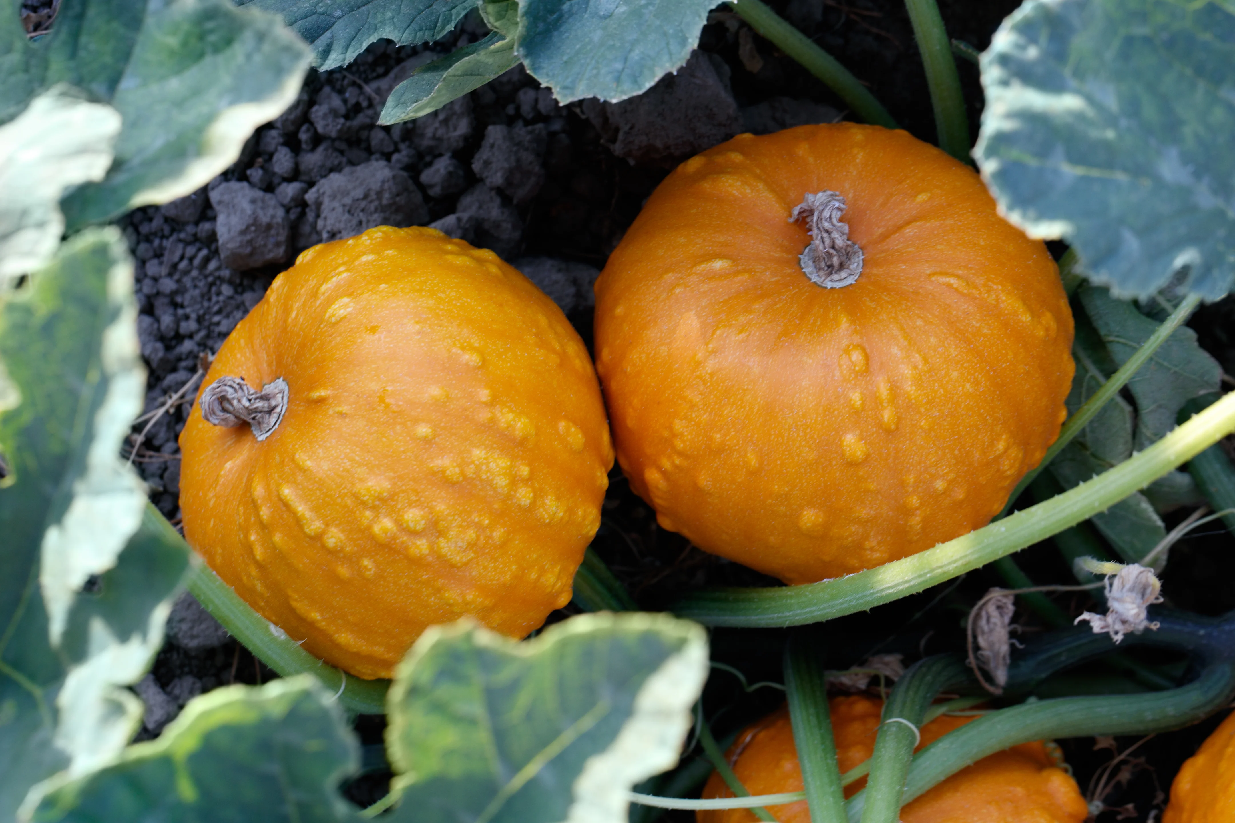 Toad Pumpkin Seeds - Image 2